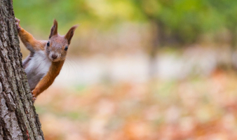 Trivia: “ANIMAL VERBS”