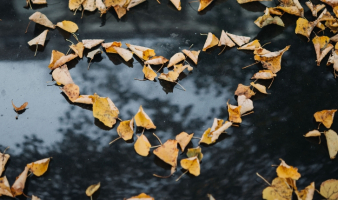 Gratitude is the Heart’s Memory