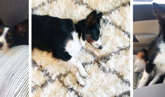 What “Pawgress Reports” & Ministry Have in Common