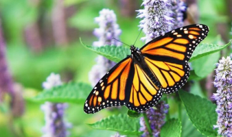 From Butterflies to Beauty