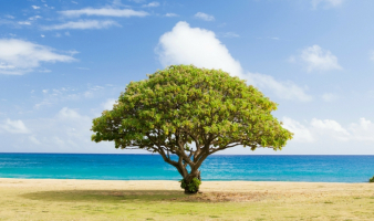 Where is Your Life Planted?