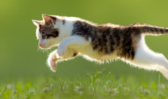 TRIVIA: HERE, KITTY, KITTY