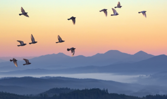 TRIVIA: BYE BYE BIRDIE