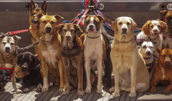 WHO LET THE DOGS OUT?