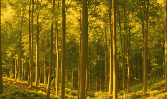 Trivia: “CAN’T SEE IT FOR THE TREES”