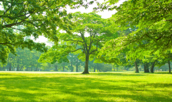 Trivia: PARK IT HERE!