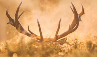 Trivia: Guess The Animal