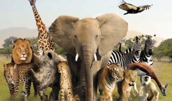 Trivia: “THE BIBLICAL ZOO”