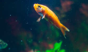 Trivia: “24 CARAT”