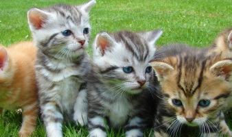 Trivia: “FAVORITE THINGs”