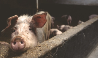 Trivia: “FROM THE PIG PEN”