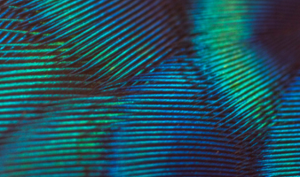 Trivia: Colorful Creatures