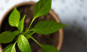 A Neighborly Approach to Evangelism